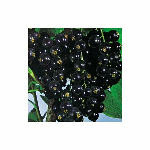 Rybíz keříčkový Titania černá, v květináči Ribes nigrum Titania